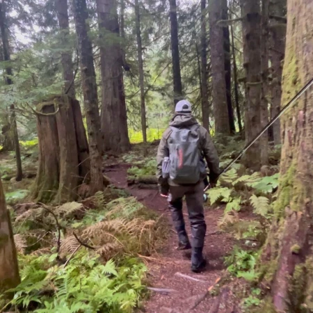 Man wearing a backpack walks along a path through a lush, green forest with tall trees and ferns.
