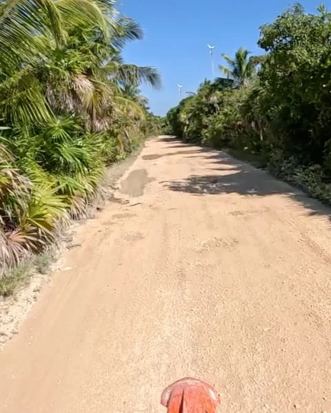 Dirt road with palm trees lines the sides, under a bright blue sky with a few white wind turbines in the distance.