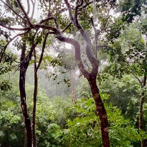 Forest view featuring tall trees with green leaves, observed during a rainy day, creating a misty and serene atmosphere in nature.