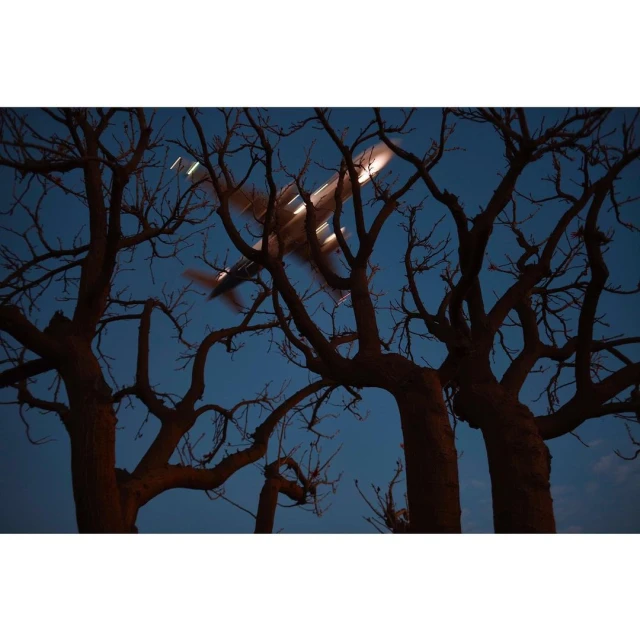 An airplane flies across a dark blue sky framed by bare tree branches with thick trunks during dusk, creating a sense of mystery.