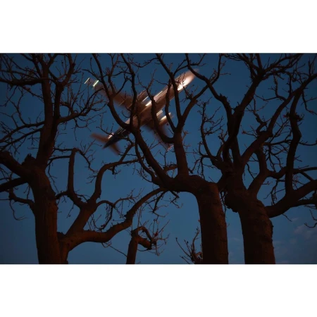 An airplane flies across a dark blue sky framed by bare tree branches with thick trunks during dusk, creating a sense of mystery.