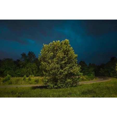 Scenic landscape featuring a large tree in a grassy field with a winding road, set against a backdrop of a dark, cloudy sky and trees.