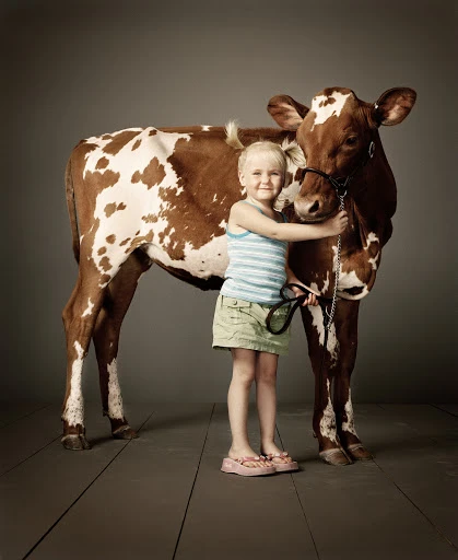 Young child embraces a brown and white spotted cow in a studio setting, showcasing a gentle bond and creating a heartwarming visual narrative.