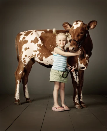 Young child embraces a brown and white spotted cow in a studio setting, showcasing a gentle bond and creating a heartwarming visual narrative.