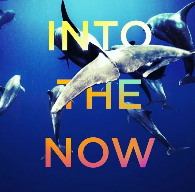 Dolphins swim beneath the surface of deep blue water in an ocean environment, with text overlay reading, 'Into The Now'.
