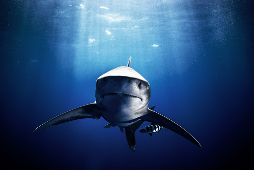 Underwater view of a great white shark swimming in deep blue ocean waters, with sunlight filtering down from the surface above.