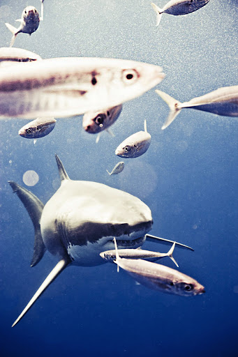 Underwater shot of a great white shark surrounded by many smaller silver fish swimming in deep blue ocean waters, close-up view.
