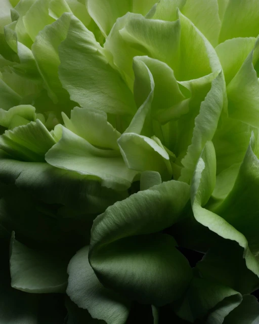 Close-up shot of a lush, vibrant green carnation flower. The layered petals form a striking pattern with dark shadows. 