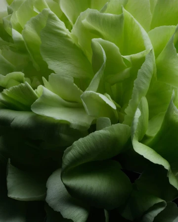 Close-up shot of a lush, vibrant green carnation flower. The layered petals form a striking pattern with dark shadows. 