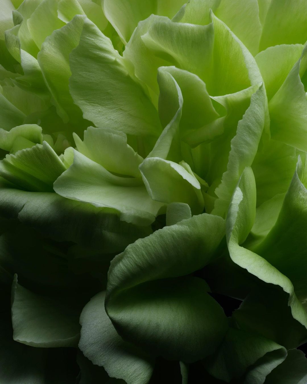 Close-up of a vibrant green carnation flower, showcasing its ruffled petals and intricate texture in a studio-lit, botanical composition.