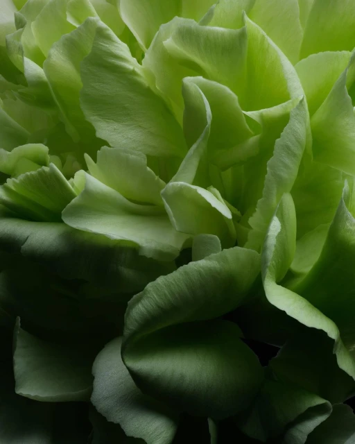 Close-up of a vibrant green carnation flower, showcasing its ruffled petals and intricate texture in a studio-lit, botanical composition.