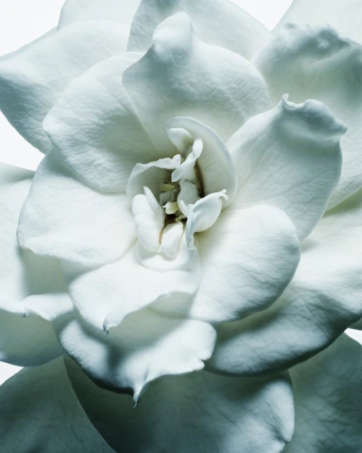 Close-up studio shot of a blooming white gardenia flower with textured petals, set against a plain white background.