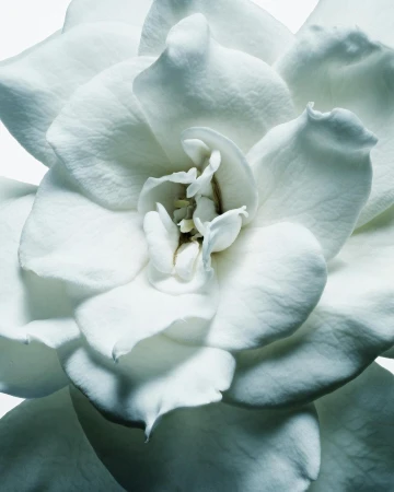 Close-up macro shot of a white gardenia flower blossom with layered petals and soft lighting by Nicholas Alan Cope.