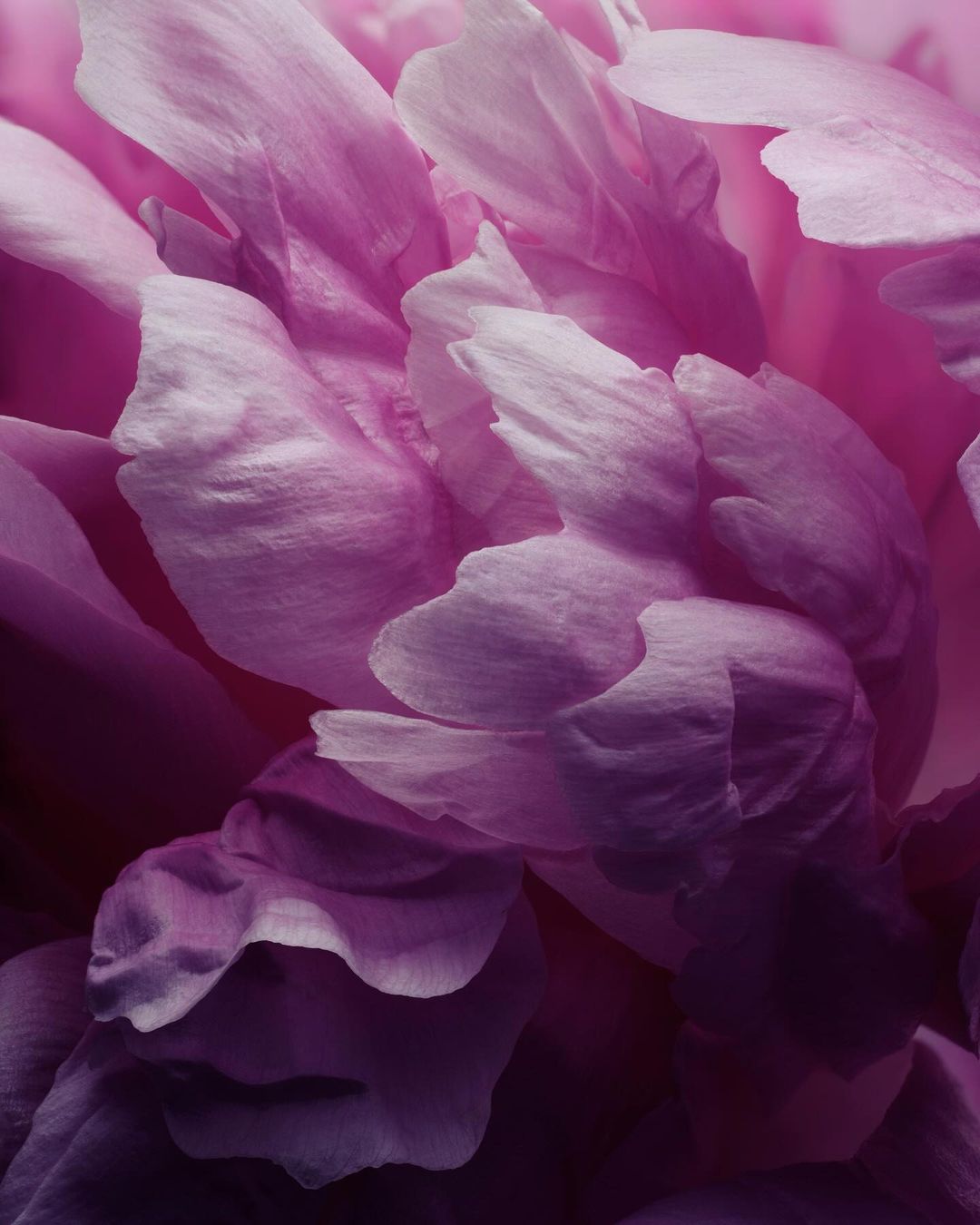 Macro view of layered pink and magenta flower petals creating soft overlapping organic curves and shadows.
