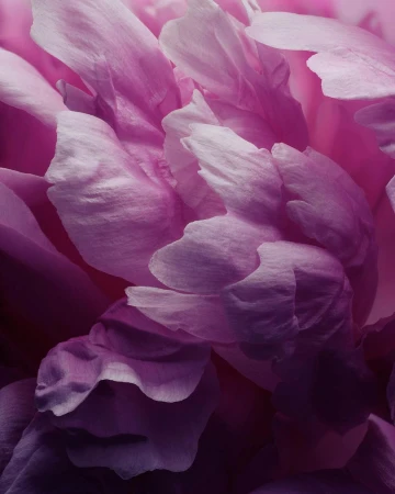 Macro view of layered pink and magenta flower petals creating soft overlapping organic curves and shadows.