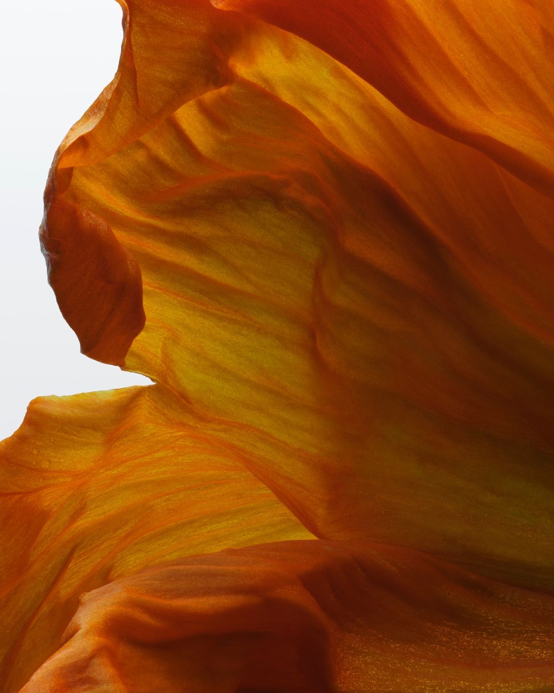 Macro photograph captures the intricate, flowing patterns and translucent textures of a vibrant orange flower petal against a soft white backdrop.
