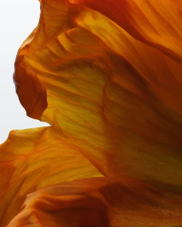 Macro photograph captures the intricate, flowing patterns and translucent textures of a vibrant orange flower petal against a soft white backdrop.