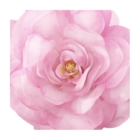 Close-up watercolor painting of a large, light pink camellia flower with a yellow center. The floral art is isolated on white.