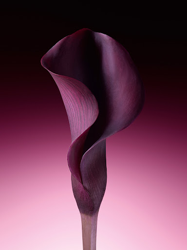 Dramatic studio shot of a single, dark purple calla lily with a deep red and pink gradient background, highlighting the flower's form.