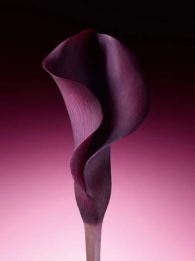 Dramatic studio shot of a single, dark purple calla lily with a deep red and pink gradient background, highlighting the flower's form.