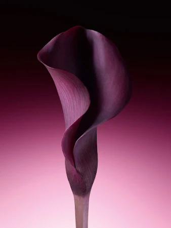 Dramatic studio shot of a single, dark purple calla lily with a deep red and pink gradient background, highlighting the flower's form.