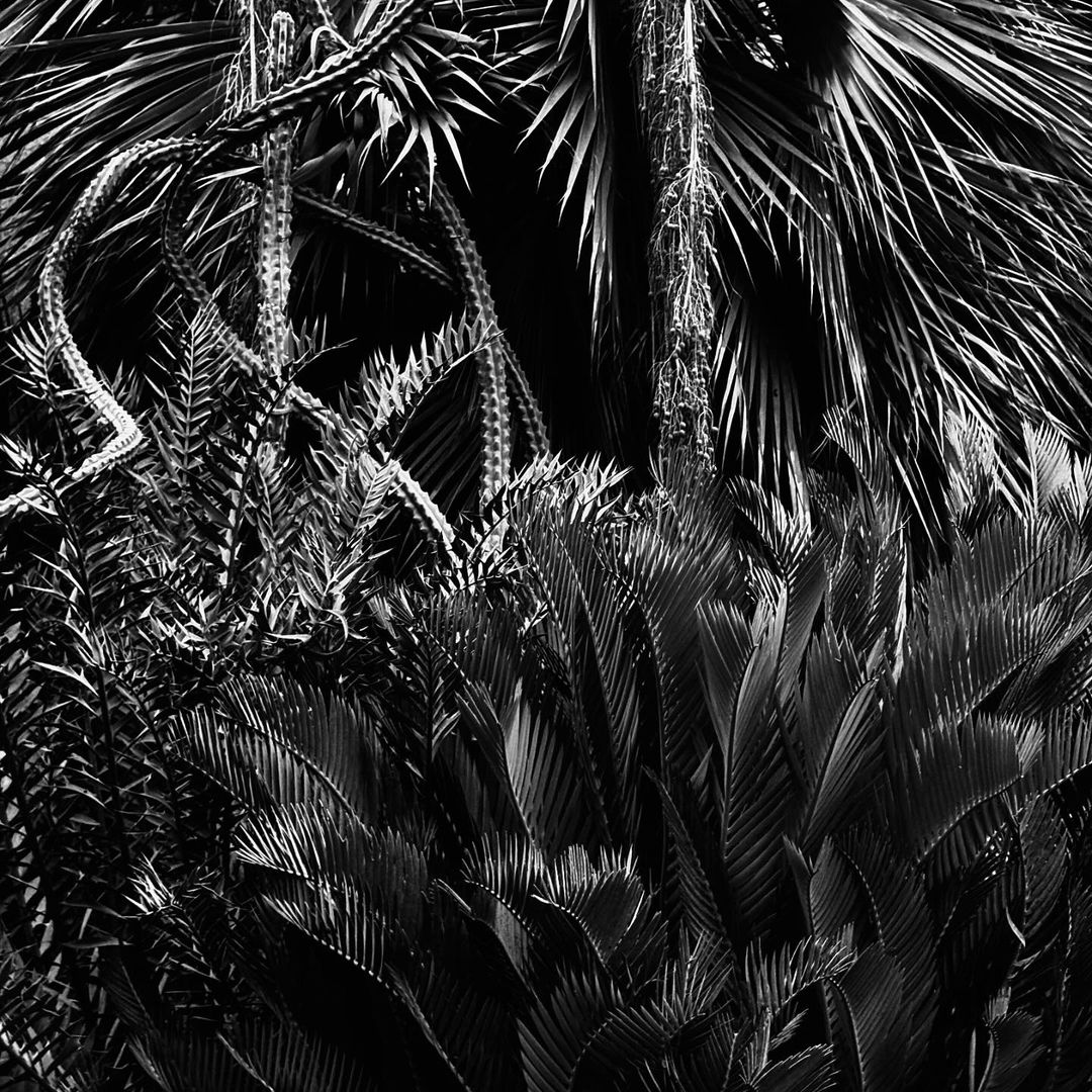 Monochrome botanical photo showcases various tropical plants, including palms and cactus, in a dense, dark forest setting.