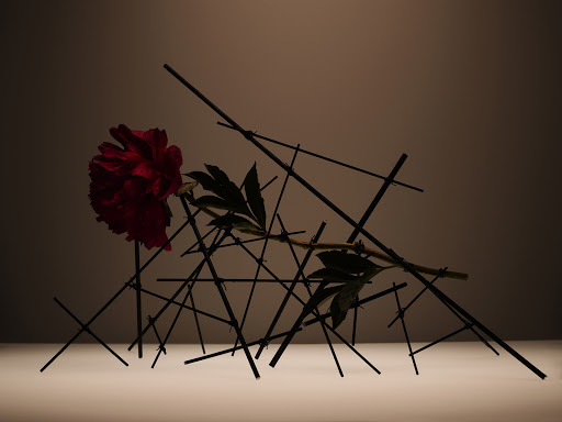 Dramatic still life of a red peony blossom with dark green leaves, supported by a network of crisscrossing black sticks in dim studio light.