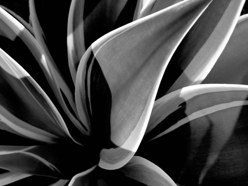 Monochrome close-up shot of an agave plant highlighting the texture and layered forms of its pointed leaves.