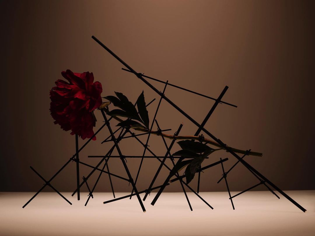Dark red peony flower with green leaves is placed on black sticks against a dark tan background in a studio shot.