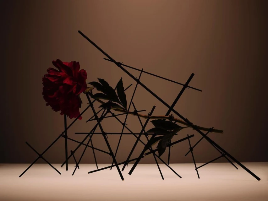 Dark red peony flower with green leaves is placed on black sticks against a dark tan background in a studio shot.
