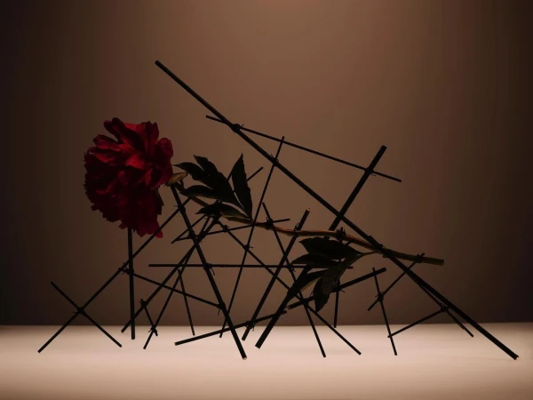 Dark red peony flower with green leaves is placed on black sticks against a dark tan background in a studio shot.