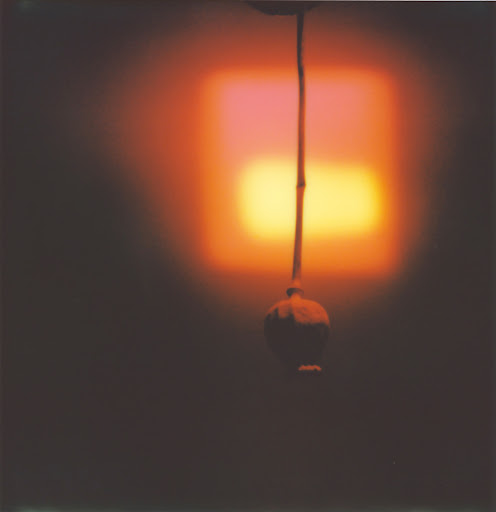 Abstract blurred background with warm color gradients and a hanging dried flower pod on a stem in a vertical composition.