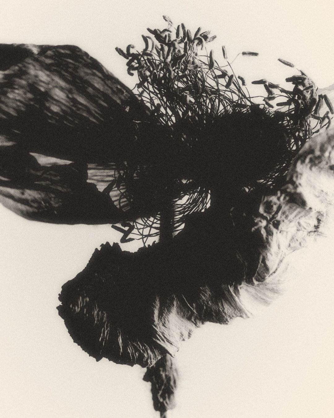 Monochrome image of dark, tangled twigs and leaves atop textured rock, presented against a bright, stark background in stark contrast.