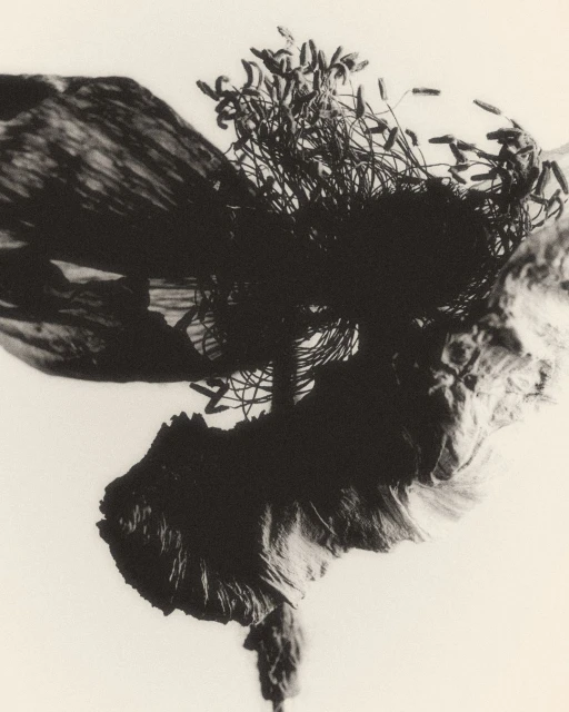 Monochrome image of dark, tangled twigs and leaves atop textured rock, presented against a bright, stark background in stark contrast.