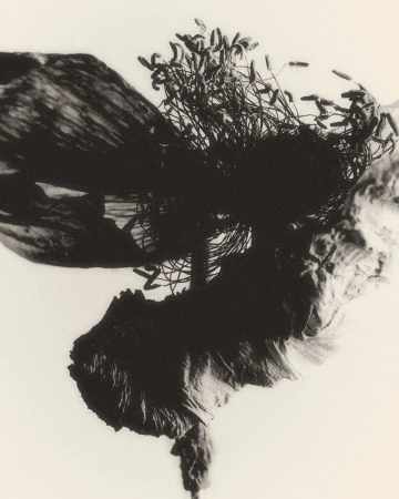 Monochrome image of dark, tangled twigs and leaves atop textured rock, presented against a bright, stark background in stark contrast.