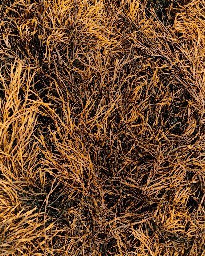 Close-up of golden-brown seaweed densely packed on a dark surface, showcasing natural textures and earthy tones in a marine environment.
