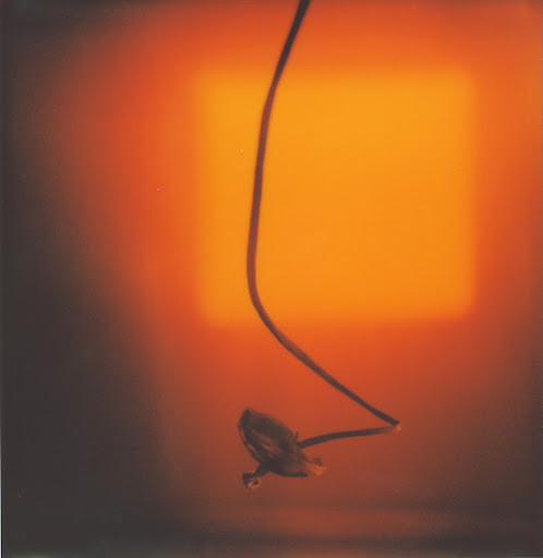 Abstract still life featuring a plant bud with a dark stem, set against a blurred amber background with a softly illuminated square.