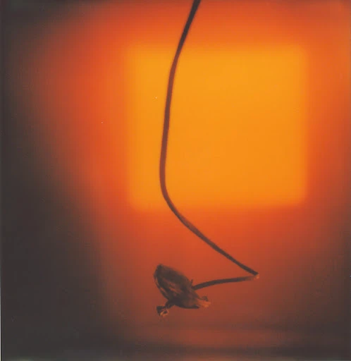 Abstract still life featuring a plant bud with a dark stem, set against a blurred amber background with a softly illuminated square.
