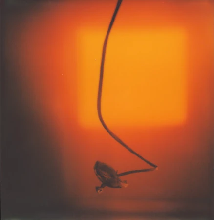 Abstract still life featuring a plant bud with a dark stem, set against a blurred amber background with a softly illuminated square.