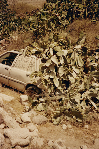 Abandoned car covered in prickly pear cactus in a desert-like landscape, conveying decay and nature reclaiming urban elements.