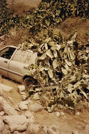 Abandoned car covered in prickly pear cactus in a desert-like landscape, conveying decay and nature reclaiming urban elements.
