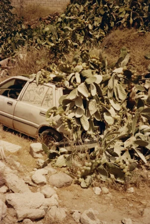 Abandoned car covered in prickly pear cactus in a desert-like landscape, conveying decay and nature reclaiming urban elements.
