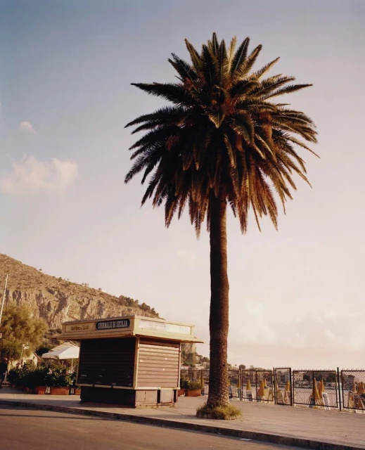 Palm tree stands tall near a closed newsstand along a seaside promenade on a clear day with mountains in the background.
