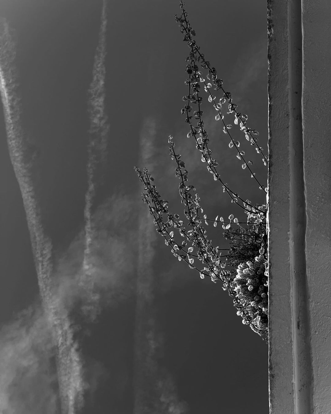 Black and white shot of plant growth against a wall under a cloudy sky, showcasing a natural scene with contrast and textures.