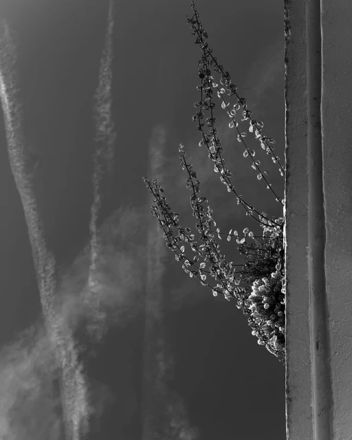 Black and white shot of plant growth against a wall under a cloudy sky, showcasing a natural scene with contrast and textures.