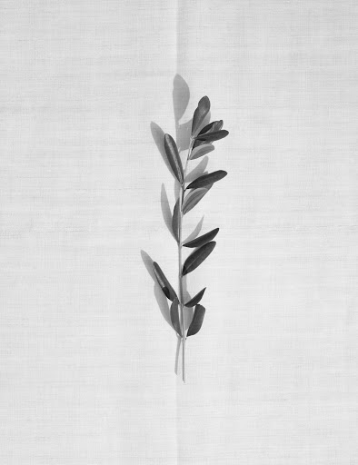 Black and white photo of a plant sprig with leaves and stem, set against a textured fabric background with natural light casting shadows.
