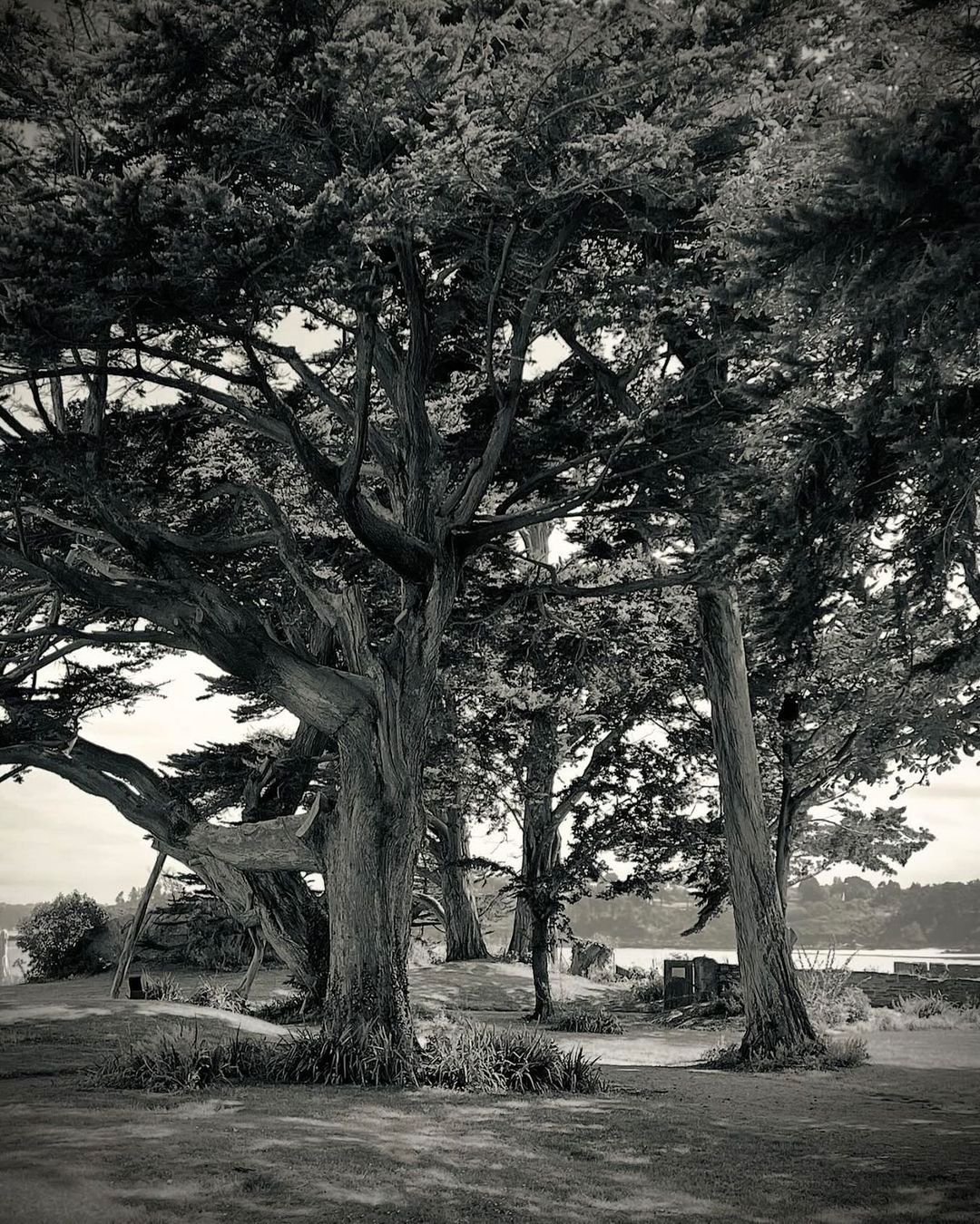 Monochrome landscape showcasing a group of large, mature trees with textured bark and dense foliage, set against a blurred background.