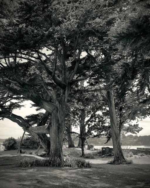 Monochrome landscape showcasing a group of large, mature trees with textured bark and dense foliage, set against a blurred background.