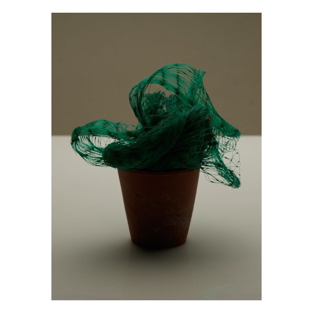 A small terracotta pot holds a mass of green netting, creating an abstract floral arrangement against a neutral, gradient background.