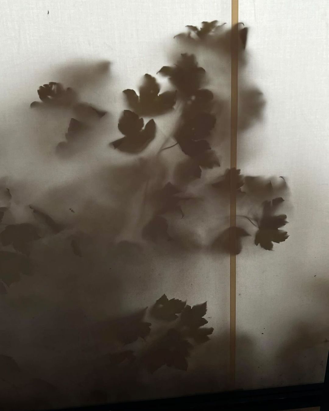 Abstract photograph of leafy plant shadows behind a diffused white screen, creating a soft, hazy, organic botanical silhouette.